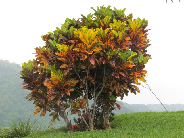 Hoa mắt với cây cảnh bảy sắc cầu vồng, thanh lọc khí độc, dưỡng người, nuôi tài lộc, hút may mắn - Ảnh 14.