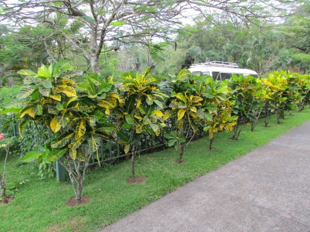 Hoa mắt với cây cảnh bảy sắc cầu vồng, thanh lọc khí độc, dưỡng người, nuôi tài lộc, hút may mắn - Ảnh 12.