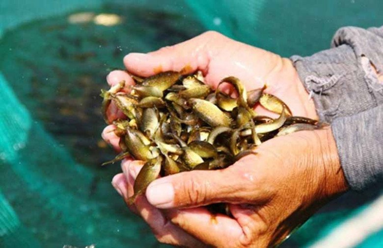 Con bé tí được ví là “lộc trời”, đến mùa dân mang rổ ra vớt, bán 600.000đ/rổ, đổ tất vào lọ thành món đặc sản - Ảnh 2.