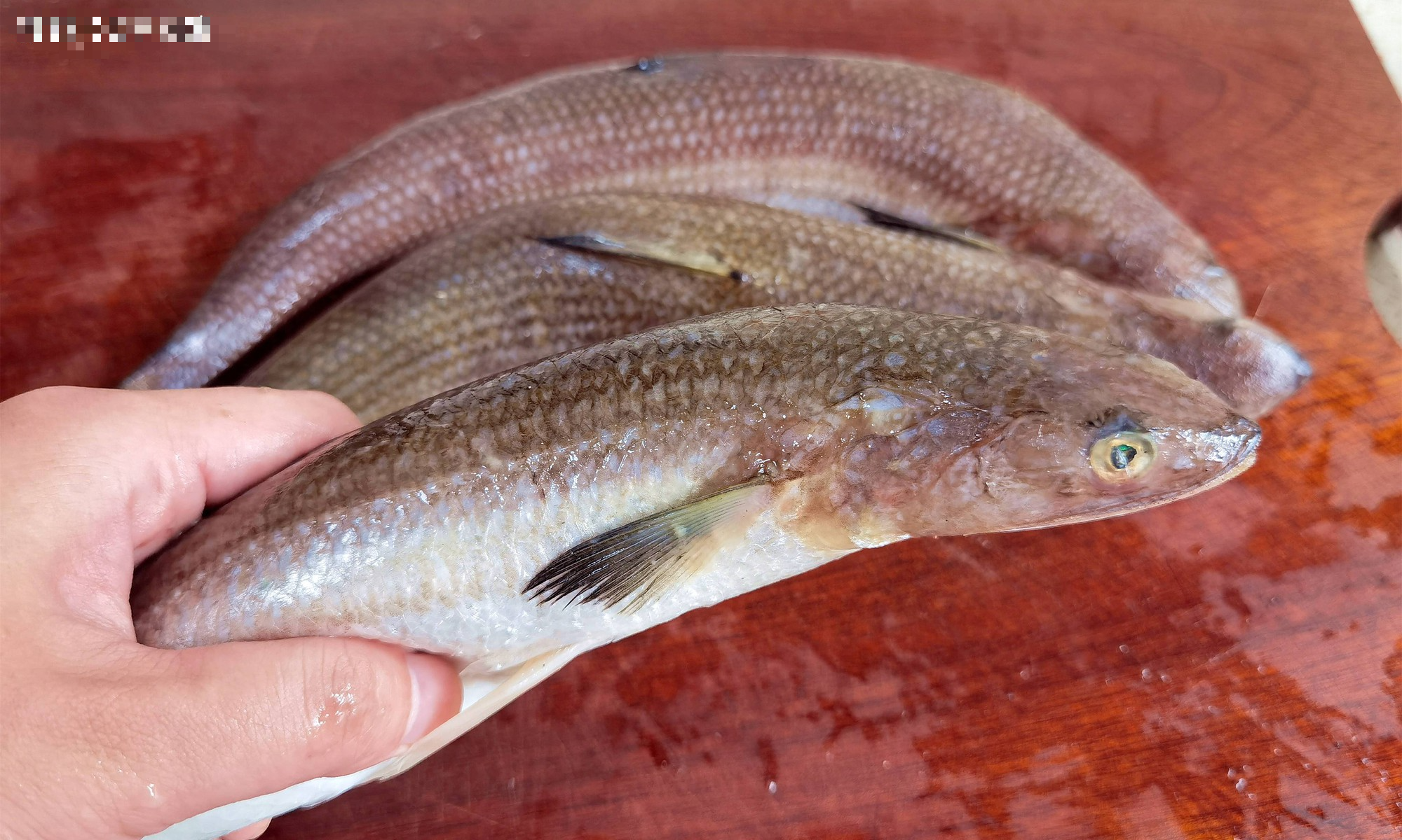 Loại cá nhiều dinh dưỡng hơn cá chép, ngon hơn cá diếc, hầm với "vua của các loại rau" cực thơm ngon - Ảnh 8.