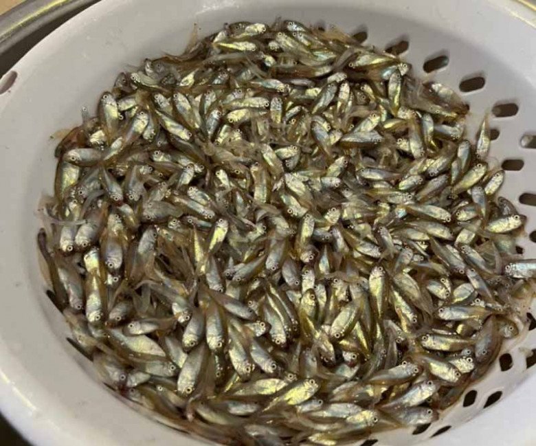 Con bé tí được ví là “lộc trời”, đến mùa dân mang rổ ra vớt, bán 600.000đ/rổ, đổ tất vào lọ thành món đặc sản - Ảnh 4.