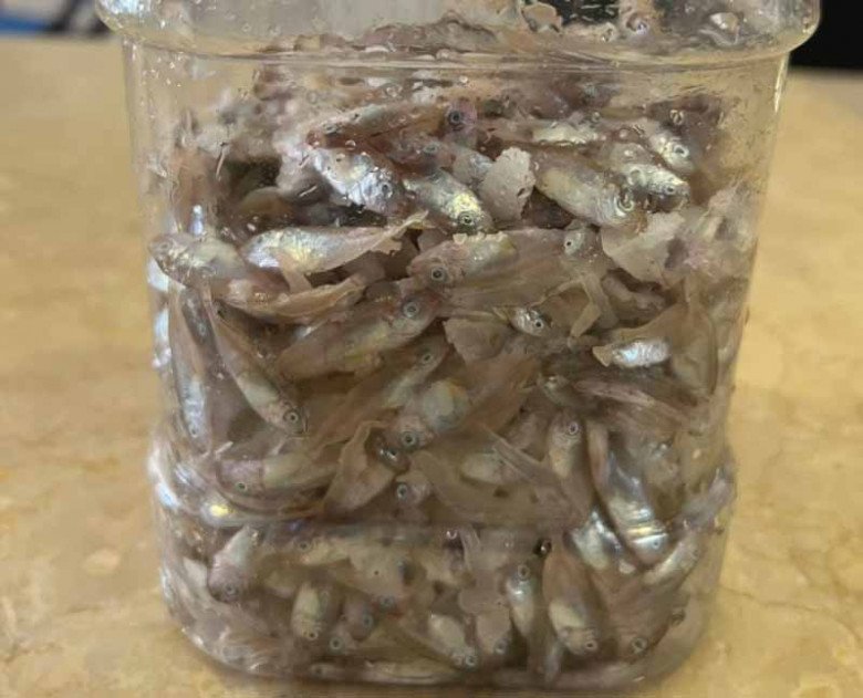 Con bé tí được ví là “lộc trời”, đến mùa dân mang rổ ra vớt, bán 600.000đ/rổ, đổ tất vào lọ thành món đặc sản - Ảnh 5.