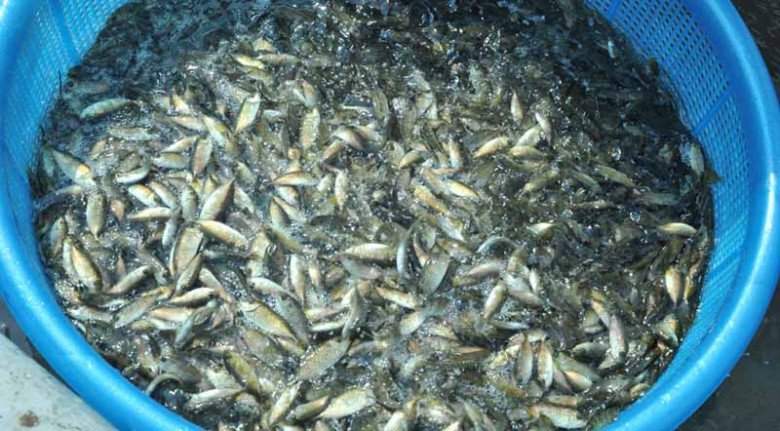 Con bé tí được ví là “lộc trời”, đến mùa dân mang rổ ra vớt, bán 600.000đ/rổ, đổ tất vào lọ thành món đặc sản - Ảnh 1.