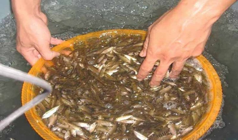 Con bé tí được ví là “lộc trời”, đến mùa dân mang rổ ra vớt, bán 600.000đ/rổ, đổ tất vào lọ thành món đặc sản - Ảnh 3.