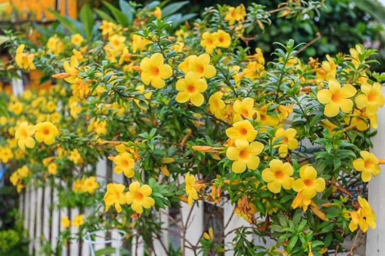 Quyến rũ với loài hoa tỏa hương thơm say đắm, nở hoa như thác, đẹp rực rỡ nhưng lại có độc - Ảnh 3.