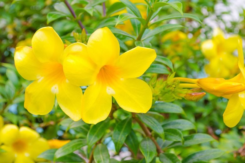 Quyến rũ với loài hoa tỏa hương thơm say đắm, nở hoa như thác, đẹp rực rỡ nhưng lại có độc - Ảnh 2.