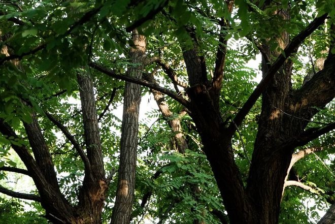 Người xưa dặn: "Chặt 5 cây, tài lộc tan tành, của cải tiêu tán, may mắn tránh xa", đó là cây gì vậy?  - Ảnh 5.