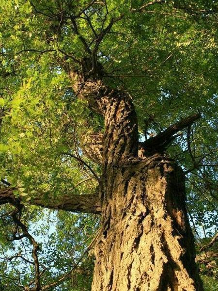 Người xưa dặn: "Chặt 5 cây, tài lộc tan tành, của cải tiêu tán, may mắn tránh xa", đó là cây gì vậy?  - Ảnh 6.