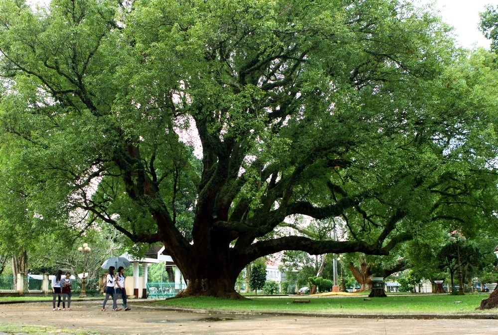 Người xưa dặn: "Chặt 5 cây, tài lộc tan tành, của cải tiêu tán, may mắn tránh xa", đó là cây gì vậy?  - Ảnh 1.