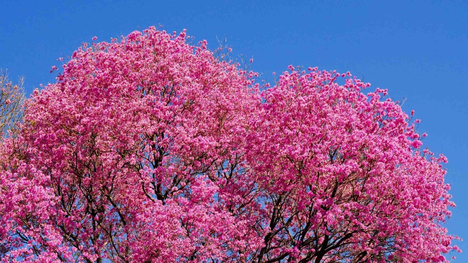 Cây cảnh nở hoa hồng rực, từng chùm như pháo bông, trồng ở sân tăng vận khí, bình an cho gia chủ - Ảnh 8.