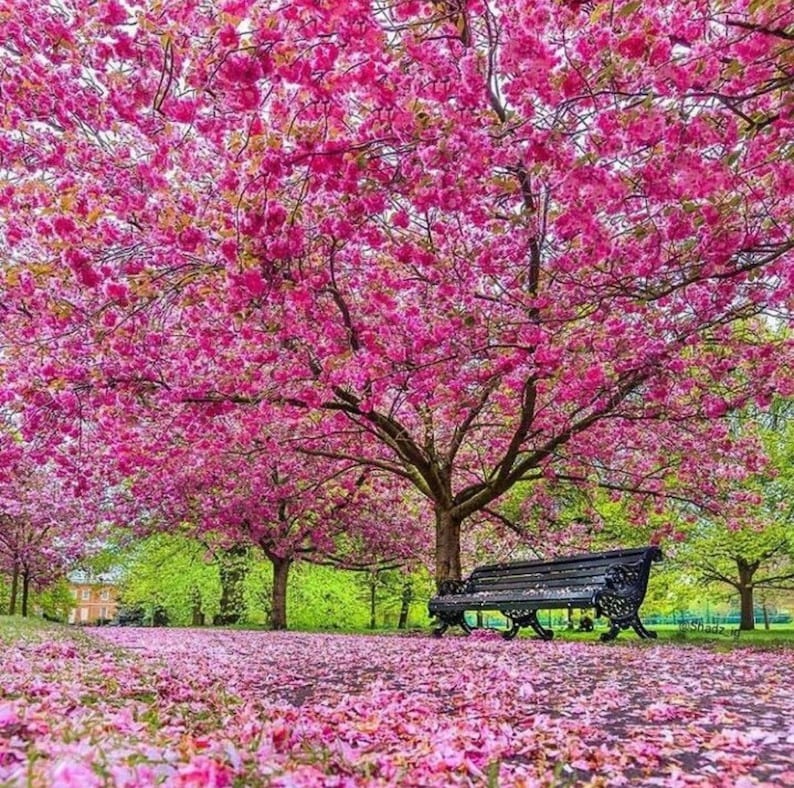 Cây cảnh nở hoa hồng rực, từng chùm như pháo bông, trồng ở sân tăng vận khí, bình an cho gia chủ - Ảnh 11.