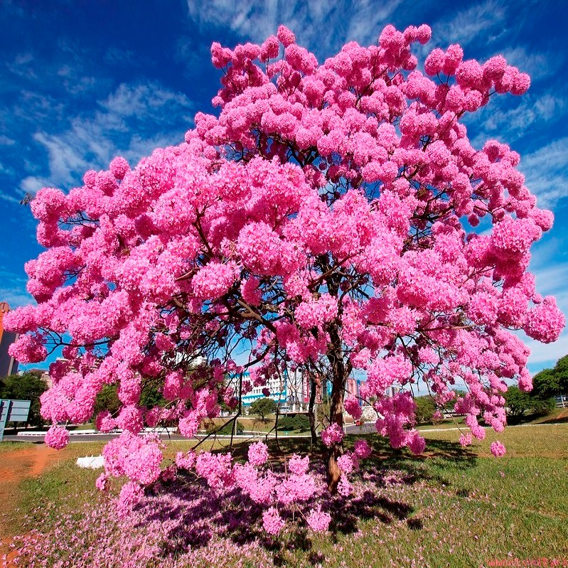 Cây cảnh nở hoa hồng rực, từng chùm như pháo bông, trồng ở sân tăng vận khí, bình an cho gia chủ - Ảnh 4.