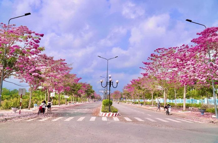 Cây cảnh nở hoa hồng rực, từng chùm như pháo bông, trồng ở sân tăng vận khí, bình an cho gia chủ - Ảnh 1.