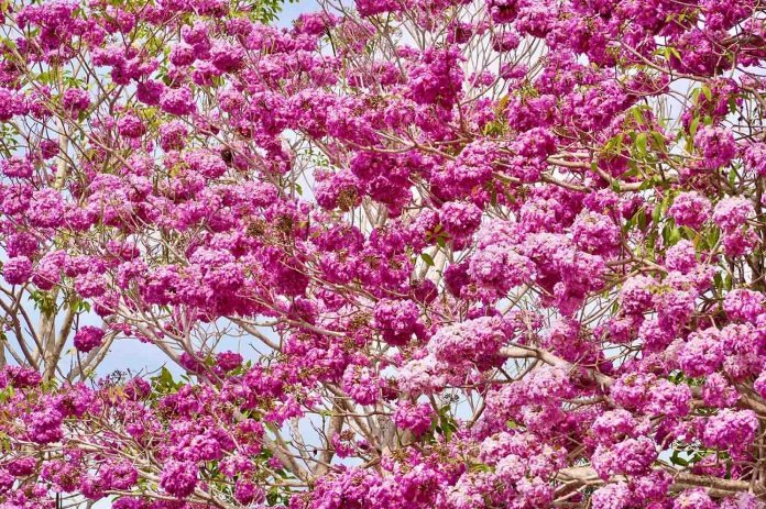 Cây cảnh nở hoa hồng rực, từng chùm như pháo bông, trồng ở sân tăng vận khí, bình an cho gia chủ - Ảnh 2.