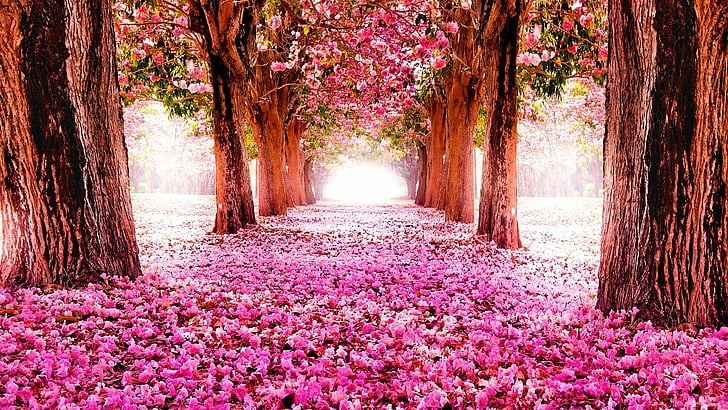 Cây cảnh nở hoa hồng rực, từng chùm như pháo bông, trồng ở sân tăng vận khí, bình an cho gia chủ - Ảnh 5.