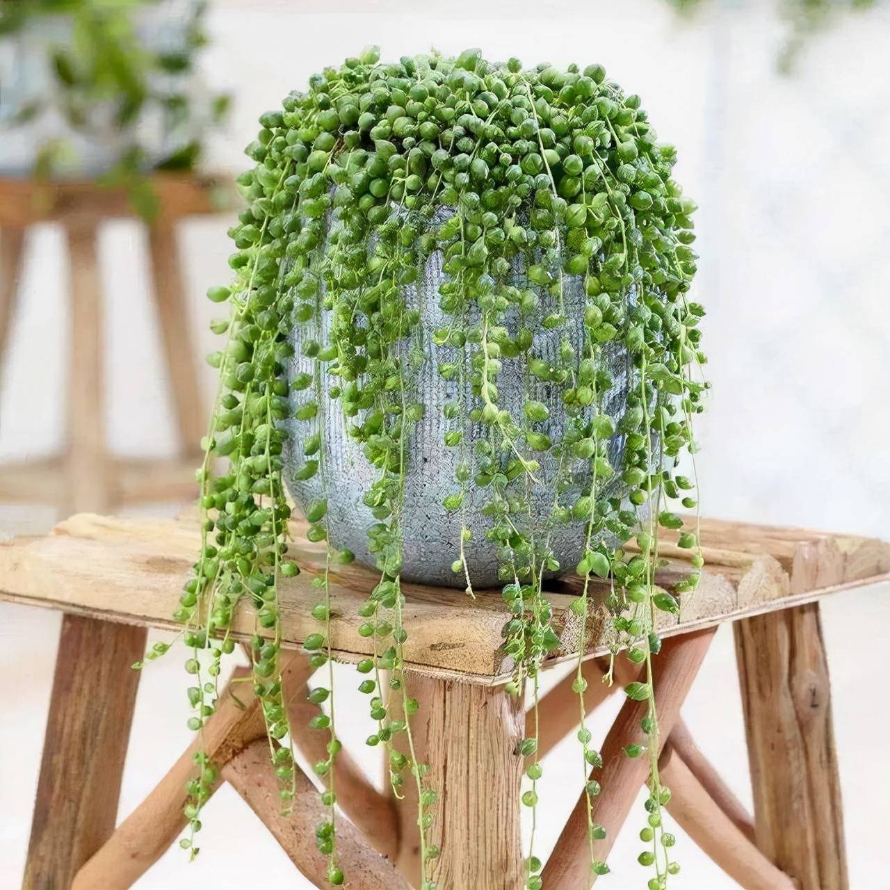 Đột phá với cây cảnh như chuỗi ngọc xanh biếc, đón may mắn, làm ăn phát tài - Ảnh 9.