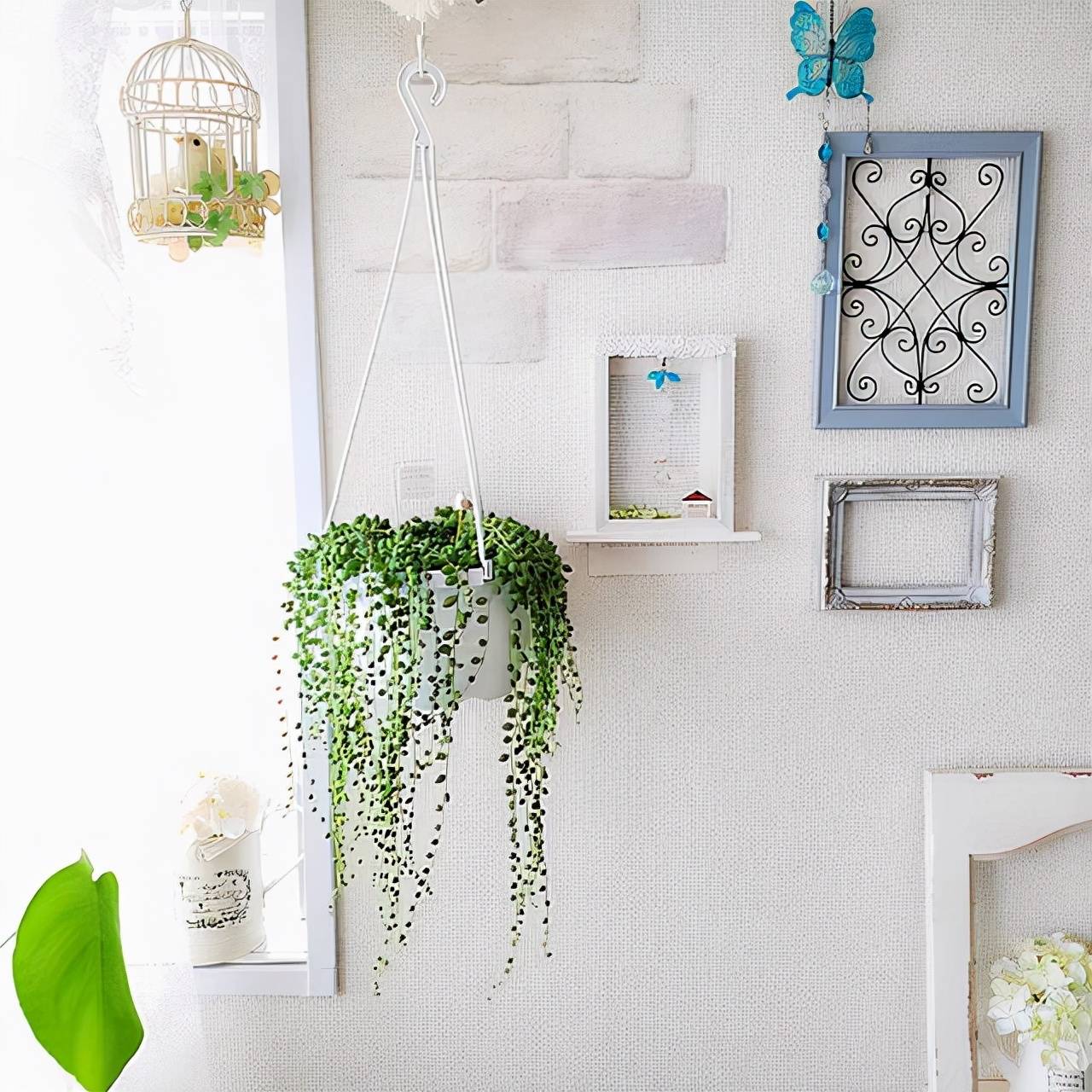 Đột phá với cây cảnh như chuỗi ngọc xanh biếc, đón may mắn, làm ăn phát tài - Ảnh 4.