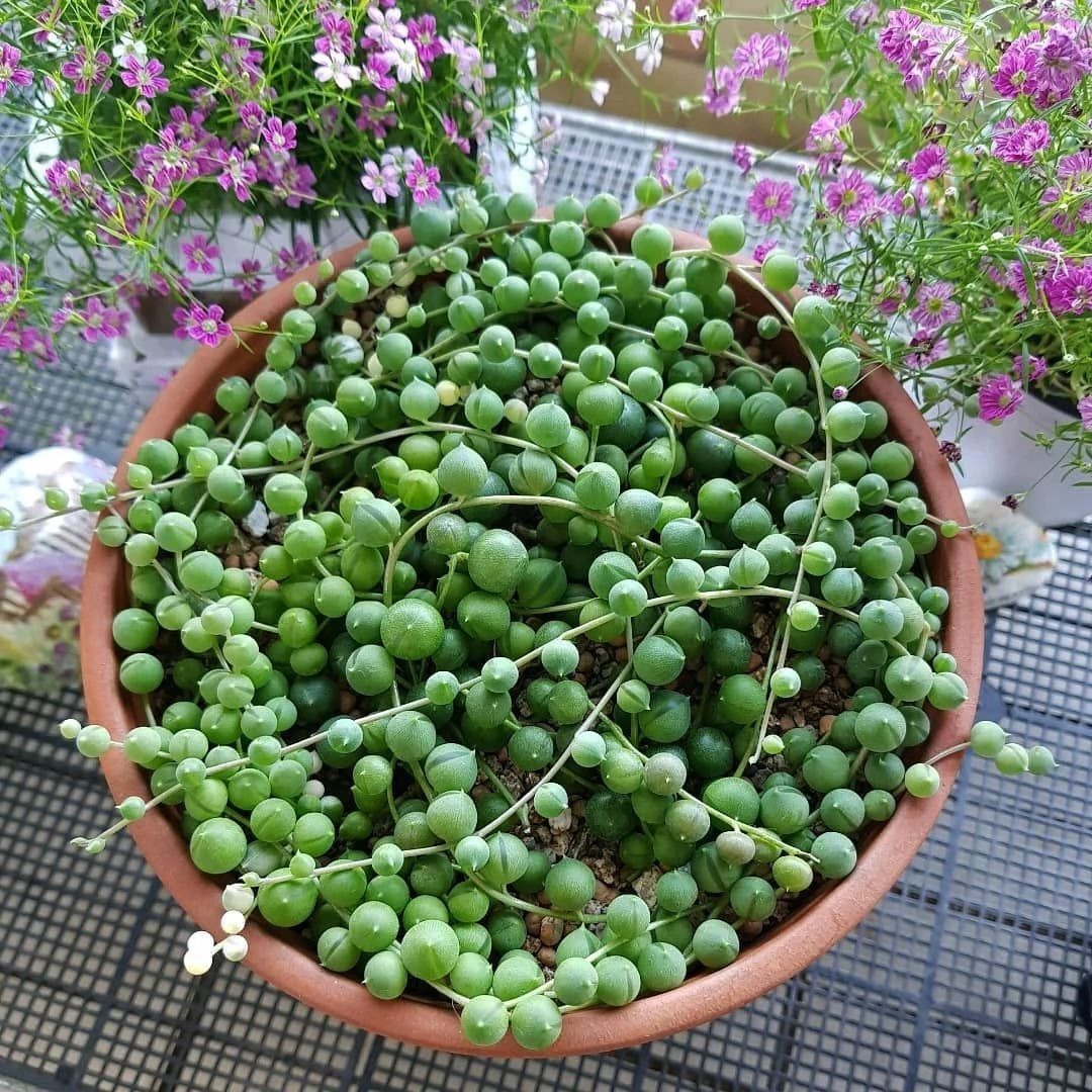 Đột phá với cây cảnh như chuỗi ngọc xanh biếc, đón may mắn, làm ăn phát tài - Ảnh 7.