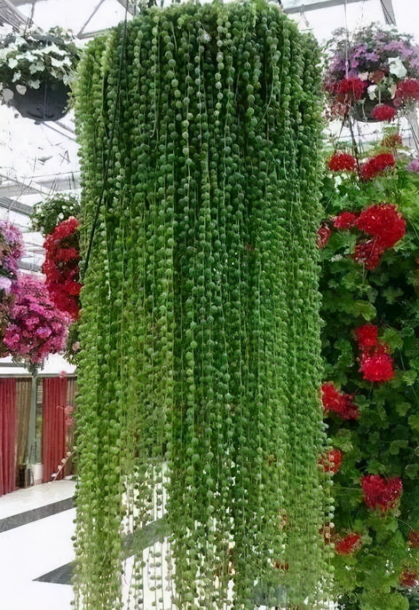 Đột phá với cây cảnh như chuỗi ngọc xanh biếc, đón may mắn, làm ăn phát tài - Ảnh 10.