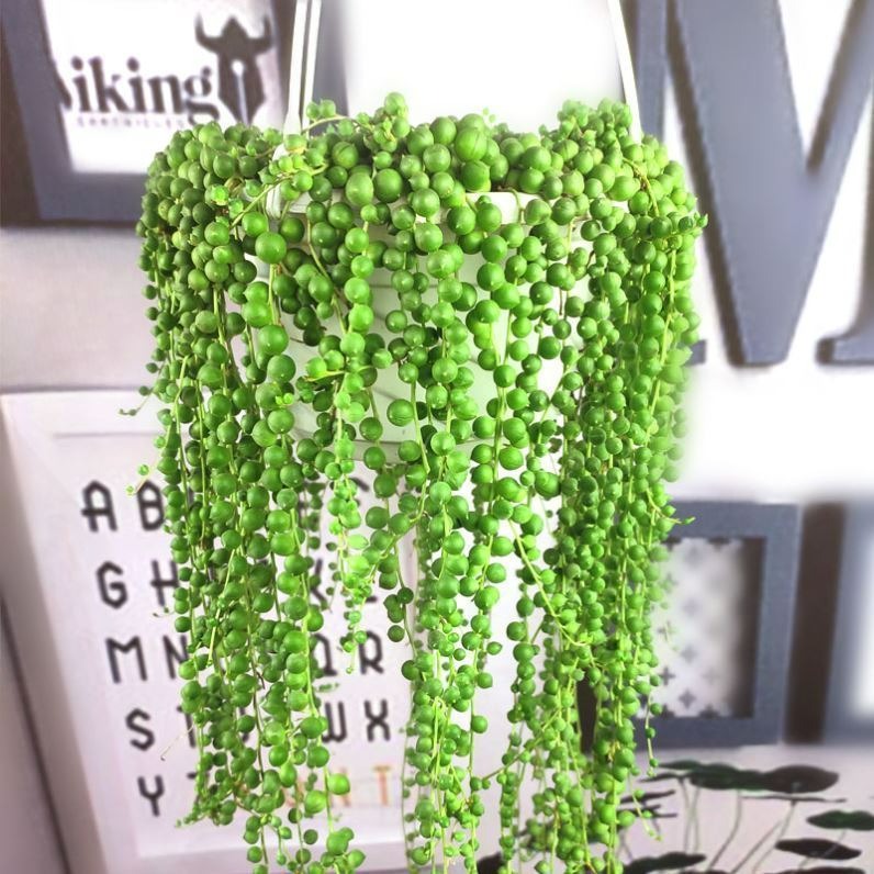 Đột phá với cây cảnh như chuỗi ngọc xanh biếc, đón may mắn, làm ăn phát tài - Ảnh 1.