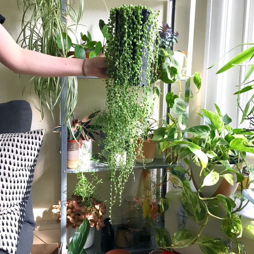 Đột phá với cây cảnh như chuỗi ngọc xanh biếc, đón may mắn, làm ăn phát tài - Ảnh 2.