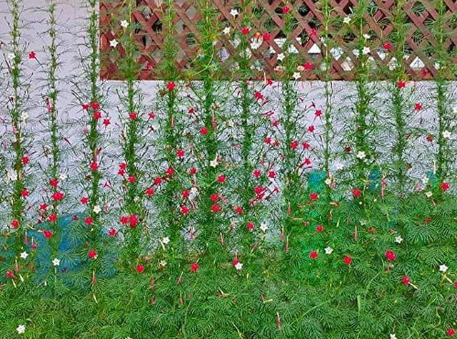 Loài hoa ngàn sao lấp lánh, in đậm ký ức tuổi thơ, phát triển như vũ bão, nhỏ xinh, quyến rũ - Ảnh 2. Loài hoa ngàn sao lấp lánh, in đậm ký ức tuổi thơ, phát triển như vũ bão, nhỏ xinh, quyến rũ - Ảnh 2.