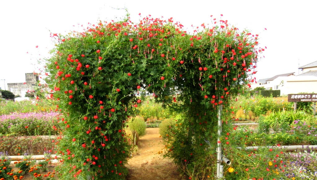 Loài hoa ngàn sao lấp lánh, in đậm ký ức tuổi thơ, phát triển như vũ bão, nhỏ xinh, quyến rũ - Ảnh 8. Loài hoa ngàn sao lấp lánh, in đậm ký ức tuổi thơ, phát triển như vũ bão, nhỏ xinh, quyến rũ - Ảnh 8.