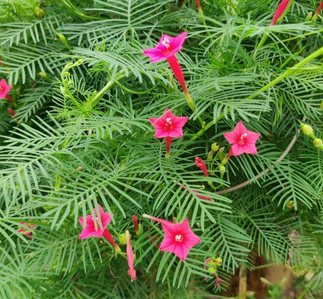 Loài hoa ngàn sao lấp lánh, in đậm ký ức tuổi thơ, phát triển như vũ bão, nhỏ xinh, quyến rũ - Ảnh 14. Loài hoa ngàn sao lấp lánh, in đậm ký ức tuổi thơ, phát triển như vũ bão, nhỏ xinh, quyến rũ - Ảnh 14.