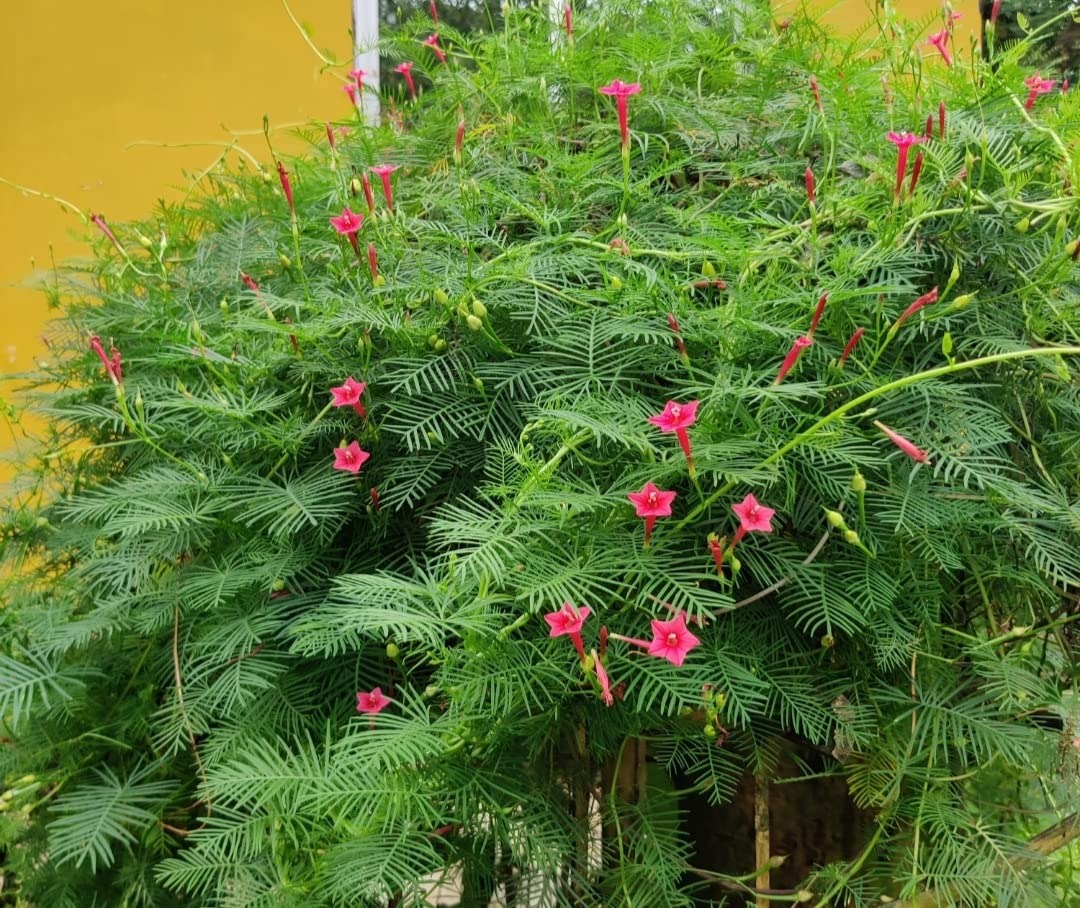 Loài hoa ngàn sao lấp lánh, in đậm ký ức tuổi thơ, phát triển như vũ bão, nhỏ xinh, quyến rũ - Ảnh 13. Loài hoa ngàn sao lấp lánh, in đậm ký ức tuổi thơ, phát triển như vũ bão, nhỏ xinh, quyến rũ - Ảnh 13.
