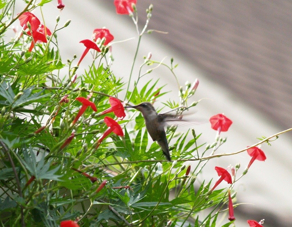Loài hoa ngàn sao lấp lánh, in đậm ký ức tuổi thơ, phát triển như vũ bão, nhỏ xinh, quyến rũ - Ảnh 7. Loài hoa ngàn sao lấp lánh, in đậm ký ức tuổi thơ, phát triển như vũ bão, nhỏ xinh, quyến rũ - Ảnh 7.