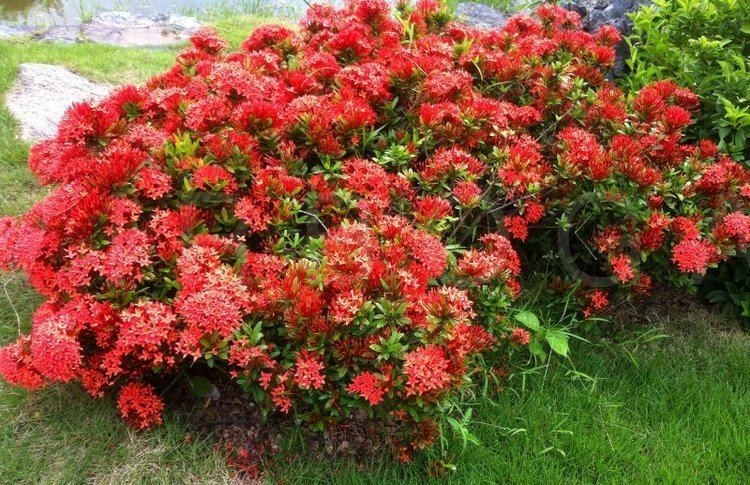 Thắp sáng sân nhà bằng cây cảnh "cổ xưa", càng nắng càng rực rỡ, có thể pha trà, làm thuốc còn chiêu tài - Ảnh 2. Thắp sáng sân nhà bằng cây cảnh "cổ xưa", càng nắng càng rực rỡ, có thể pha trà, làm thuốc còn chiêu tài - Ảnh 2.