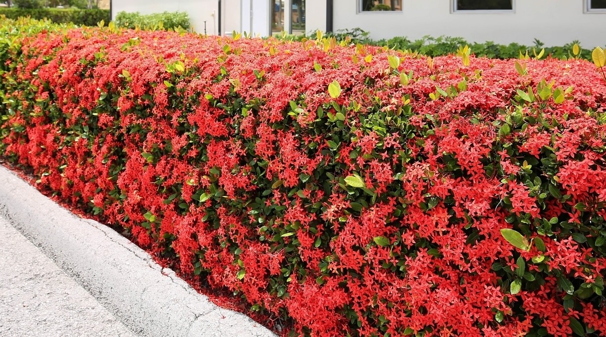 Thắp sáng sân nhà bằng cây cảnh "cổ xưa", càng nắng càng rực rỡ, có thể pha trà, làm thuốc còn chiêu tài - Ảnh 4. Thắp sáng sân nhà bằng cây cảnh "cổ xưa", càng nắng càng rực rỡ, có thể pha trà, làm thuốc còn chiêu tài - Ảnh 4.