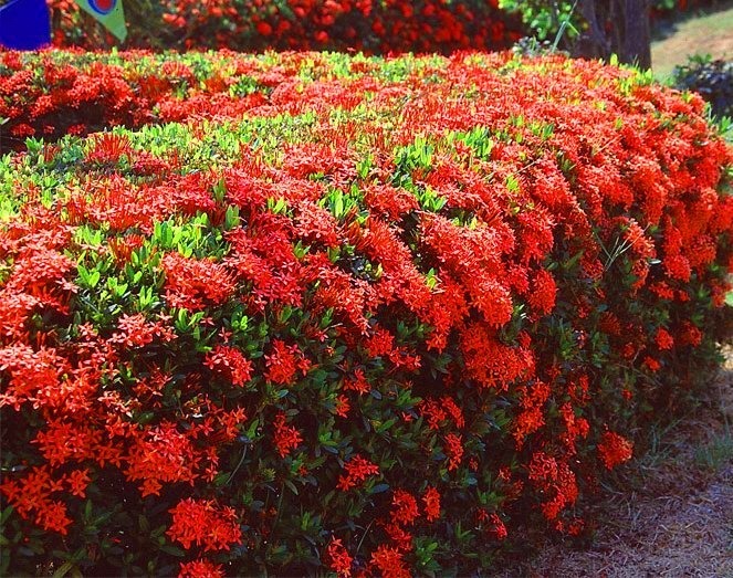 Thắp sáng sân nhà bằng cây cảnh "cổ xưa", càng nắng càng rực rỡ, có thể pha trà, làm thuốc còn chiêu tài - Ảnh 7. Thắp sáng sân nhà bằng cây cảnh "cổ xưa", càng nắng càng rực rỡ, có thể pha trà, làm thuốc còn chiêu tài - Ảnh 7.