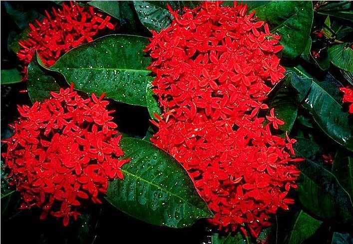 Thắp sáng sân nhà bằng cây cảnh "cổ xưa", càng nắng càng rực rỡ, có thể pha trà, làm thuốc còn chiêu tài - Ảnh 1. Thắp sáng sân nhà bằng cây cảnh "cổ xưa", càng nắng càng rực rỡ, có thể pha trà, làm thuốc còn chiêu tài - Ảnh 1.