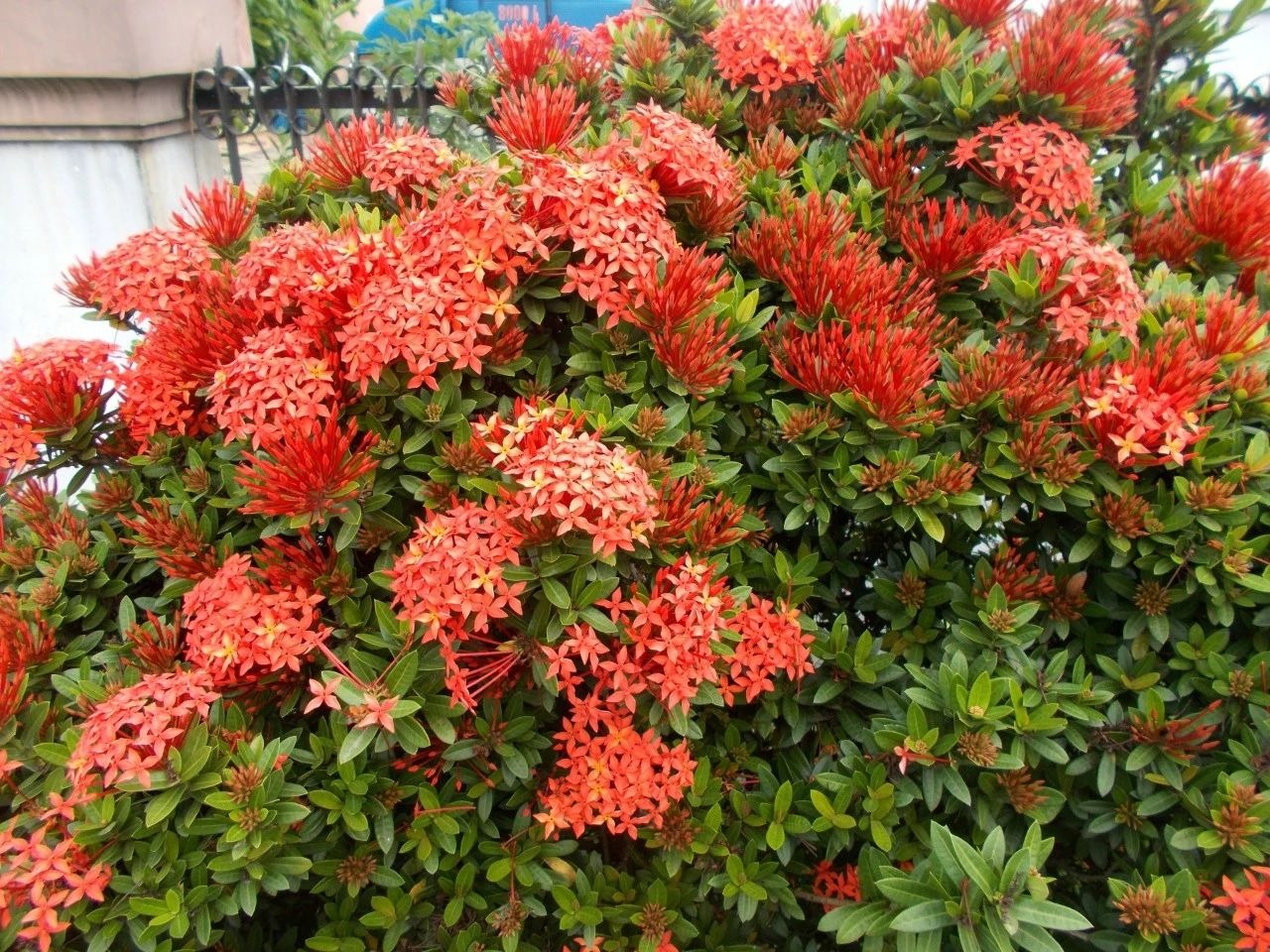 Thắp sáng sân nhà bằng cây cảnh "cổ xưa", càng nắng càng rực rỡ, có thể pha trà, làm thuốc còn chiêu tài - Ảnh 13. Thắp sáng sân nhà bằng cây cảnh "cổ xưa", càng nắng càng rực rỡ, có thể pha trà, làm thuốc còn chiêu tài - Ảnh 13.