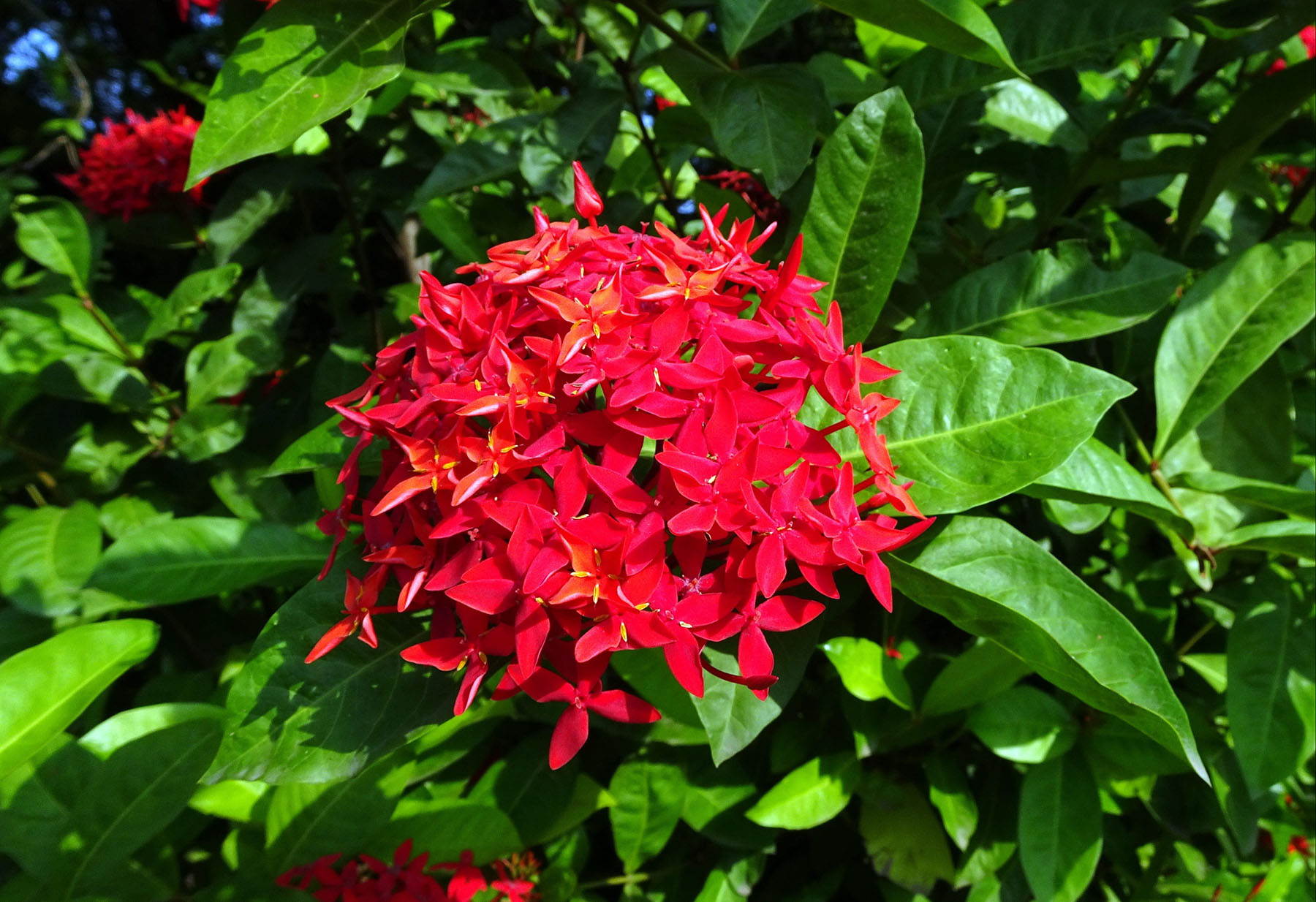 Thắp sáng sân nhà bằng cây cảnh "cổ xưa", càng nắng càng rực rỡ, có thể pha trà, làm thuốc còn chiêu tài - Ảnh 10. Thắp sáng sân nhà bằng cây cảnh "cổ xưa", càng nắng càng rực rỡ, có thể pha trà, làm thuốc còn chiêu tài - Ảnh 10.