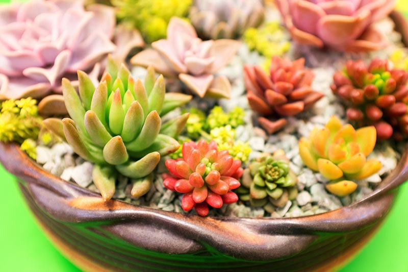 4 cây cảnh không dễ nở hoa, nở hoa lại không phải dấu hiệu tốt, cần ngắt bỏ ngay - Ảnh 3. 4 cây cảnh không dễ nở hoa, nở hoa lại không phải dấu hiệu tốt, cần ngắt bỏ ngay - Ảnh 3.