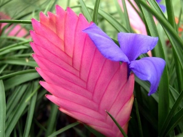 Cây cảnh độc lạ, hoa như quạt ba tiêu hồng rực, khí chất, trồng trong nhà xua xui xẻo, đón may mắn - Ảnh 5. Cây cảnh độc lạ, hoa như quạt ba tiêu hồng rực, khí chất, trồng trong nhà xua xui xẻo, đón may mắn - Ảnh 5.