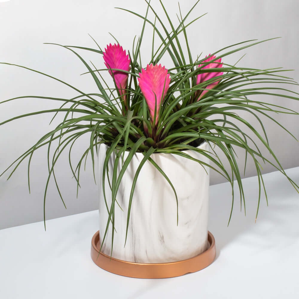 Cây cảnh độc lạ, hoa như quạt ba tiêu hồng rực, khí chất, trồng trong nhà xua xui xẻo, đón may mắn - Ảnh 12. Cây cảnh độc lạ, hoa như quạt ba tiêu hồng rực, khí chất, trồng trong nhà xua xui xẻo, đón may mắn - Ảnh 12.