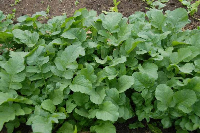Củ này người Nhật ví là “chìa khóa” trường thọ, chợ bán 30.000đ/kg, nấu với quả giàu canxi gấp đôi dinh dưỡng - Ảnh 2. Củ này người Nhật ví là “chìa khóa” trường thọ, chợ bán 30.000đ/kg, nấu với quả giàu canxi gấp đôi dinh dưỡng - Ảnh 2.
