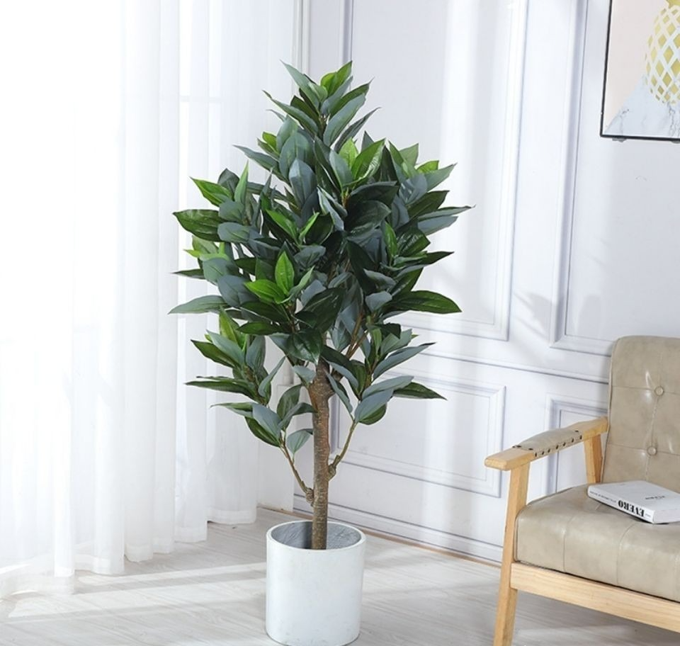 5 cây cảnh giữ nhà, dưỡng người, mang lại phước lành cho gia đình, tăng thêm vận khí - Ảnh 4. 5 cây cảnh giữ nhà, dưỡng người, mang lại phước lành cho gia đình, tăng thêm vận khí - Ảnh 4.