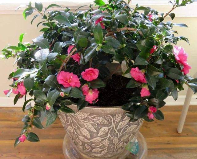 5 cây cảnh giữ nhà, dưỡng người, mang lại phước lành cho gia đình, tăng thêm vận khí - Ảnh 10. 5 cây cảnh giữ nhà, dưỡng người, mang lại phước lành cho gia đình, tăng thêm vận khí - Ảnh 10.