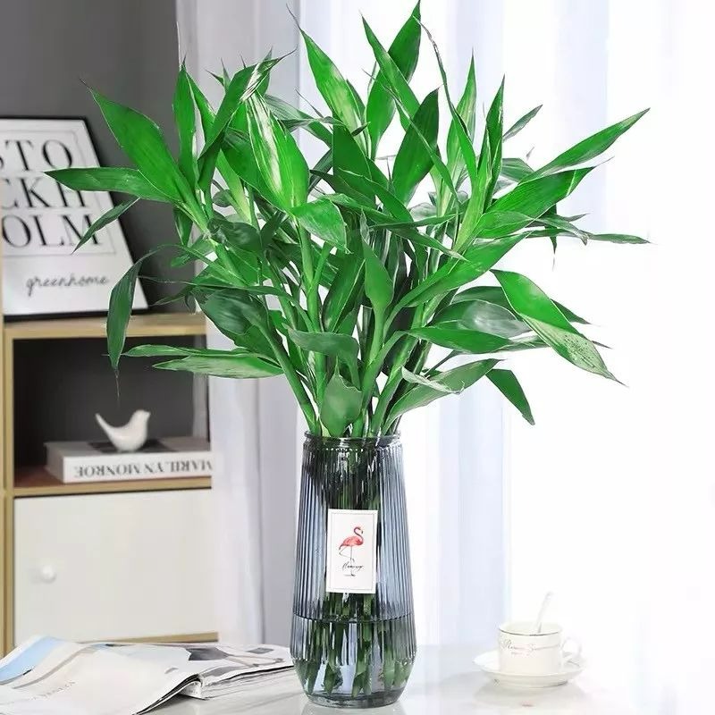 5 cây cảnh giữ nhà, dưỡng người, mang lại phước lành cho gia đình, tăng thêm vận khí - Ảnh 8. 5 cây cảnh giữ nhà, dưỡng người, mang lại phước lành cho gia đình, tăng thêm vận khí - Ảnh 8.