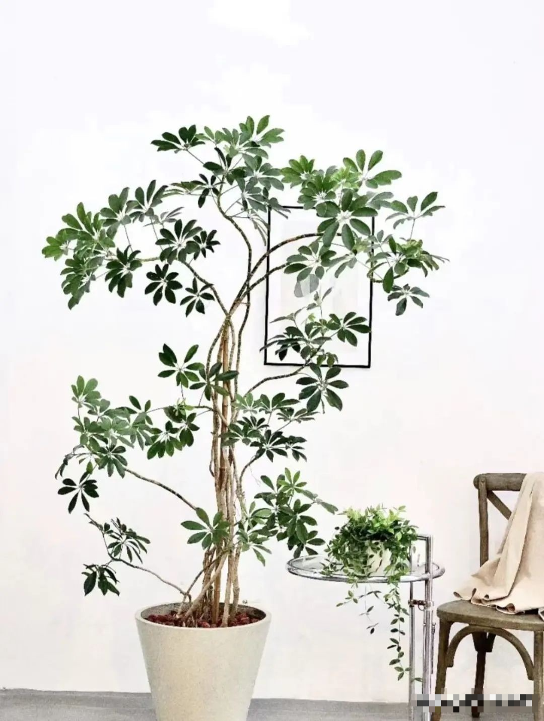 8 cây cảnh khí chất, phù hợp với gia đình hiện đại, dưỡng người, trấn nhà, thu hút tài lộc - Ảnh 2.