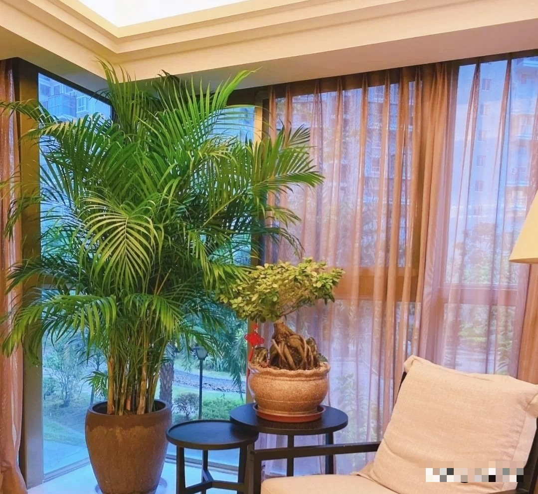 8 cây cảnh khí chất, phù hợp với gia đình hiện đại, dưỡng người, trấn nhà, thu hút tài lộc - Ảnh 13.