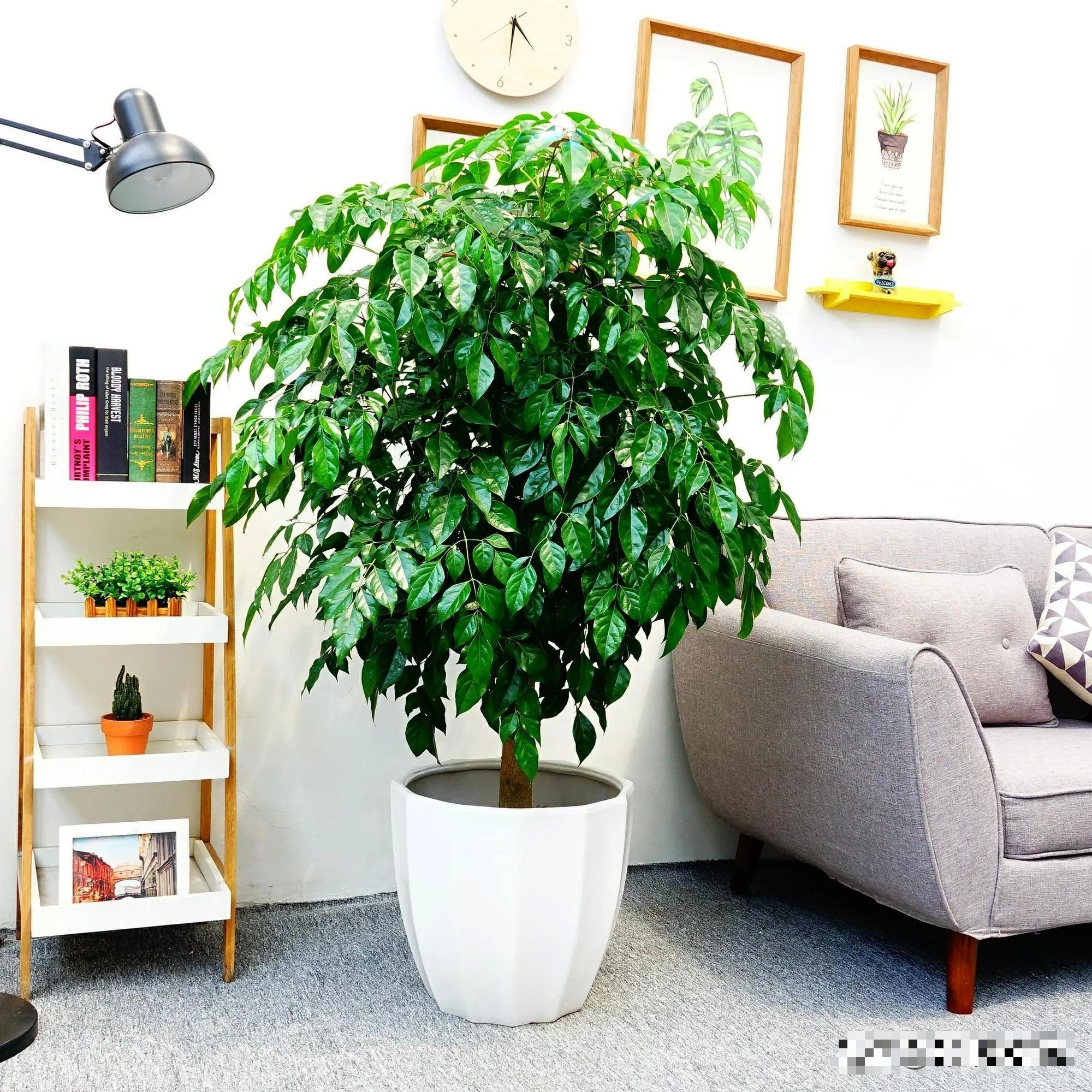 8 cây cảnh khí chất, phù hợp với gia đình hiện đại, dưỡng người, trấn nhà, thu hút tài lộc - Ảnh 17.