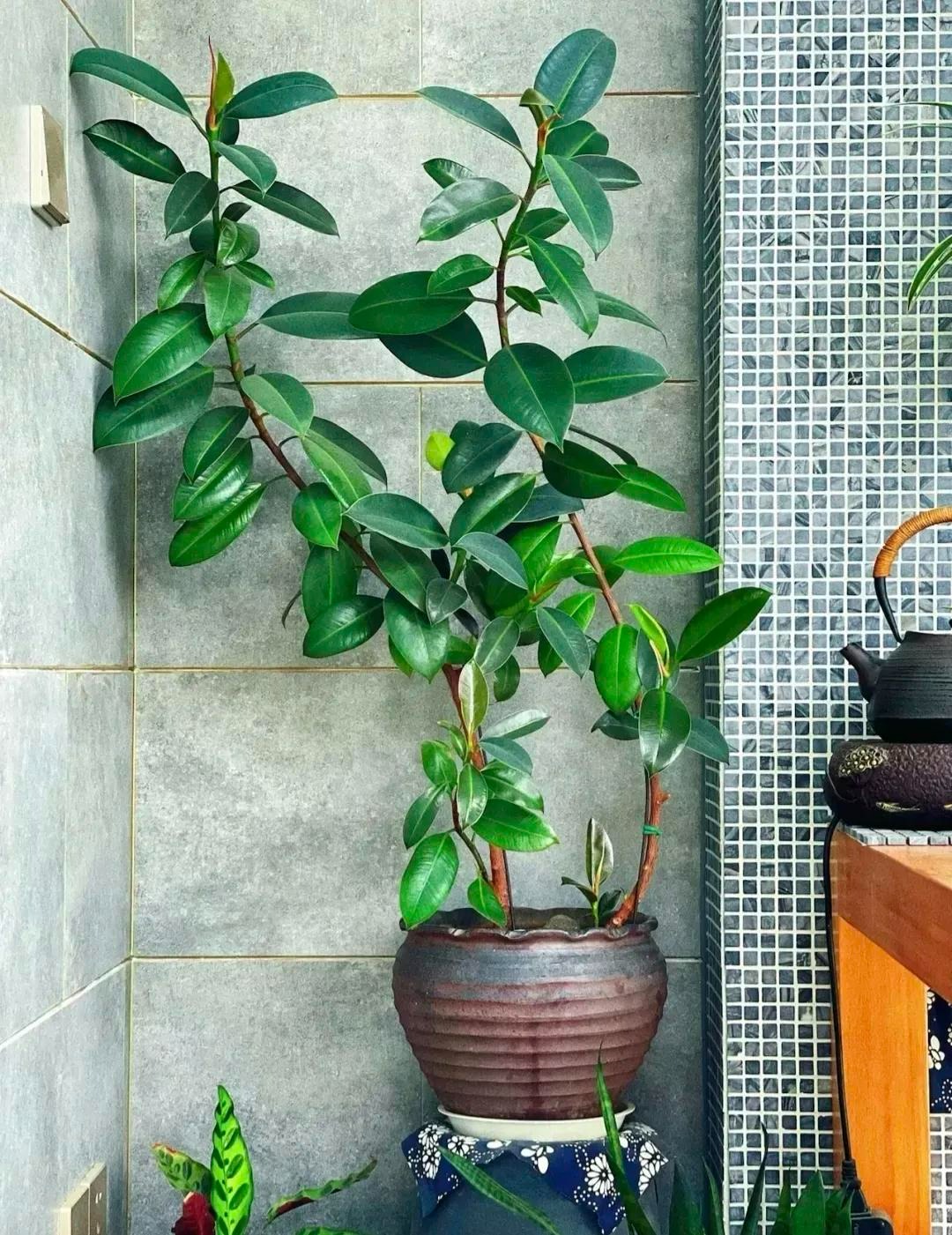 8 cây cảnh khí chất, phù hợp với gia đình hiện đại, dưỡng người, trấn nhà, thu hút tài lộc - Ảnh 8.