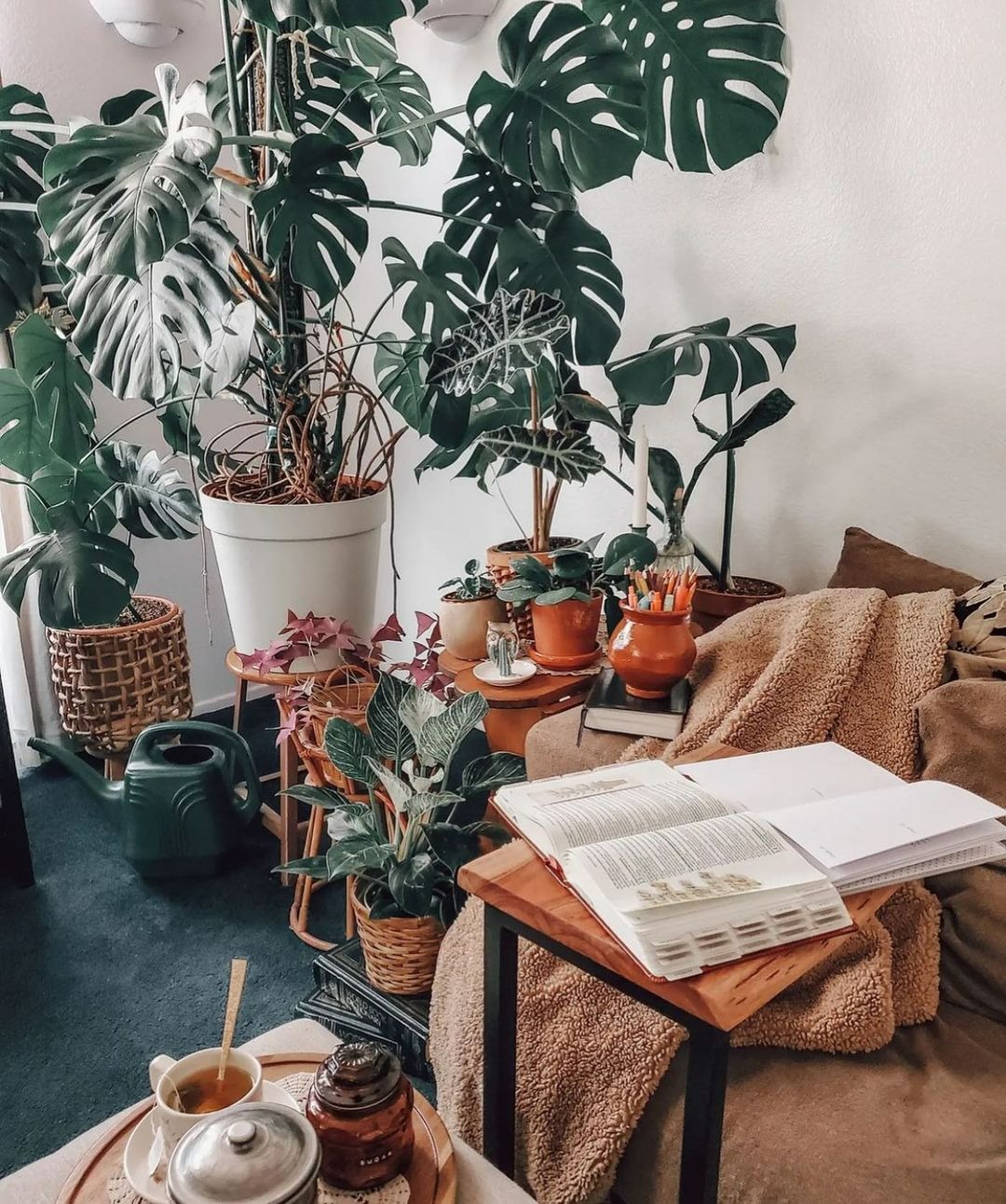 8 cây cảnh khí chất, phù hợp với gia đình hiện đại, dưỡng người, trấn nhà, thu hút tài lộc - Ảnh 1.