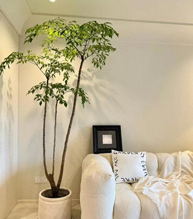 8 cây cảnh khí chất, phù hợp với gia đình hiện đại, dưỡng người, trấn nhà, thu hút tài lộc - Ảnh 18.