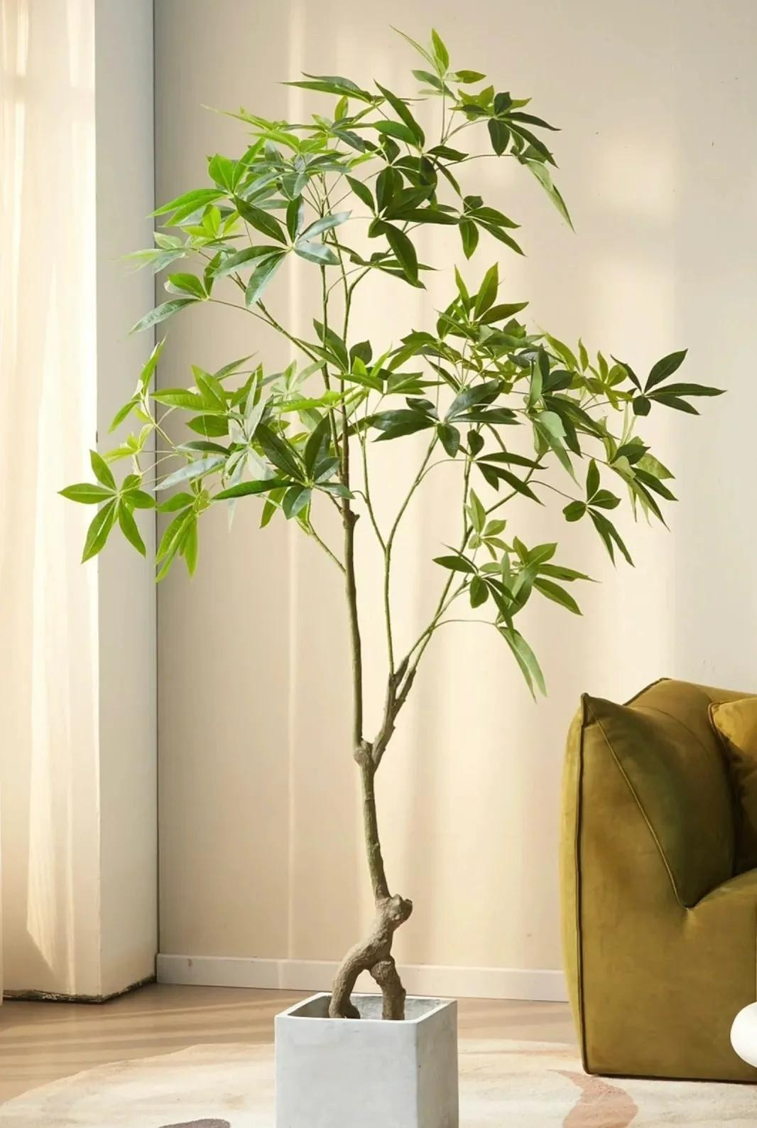 8 cây cảnh khí chất, phù hợp với gia đình hiện đại, dưỡng người, trấn nhà, thu hút tài lộc - Ảnh 16.